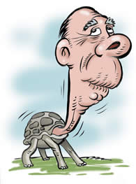 turtle animorph